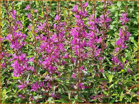 Lythrum salicaria &amp;#39;Dropmore Scarlet&amp;#39; | Grote kattenstaart, Kattenstaart | Blutweiderich