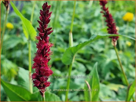 Persicaria amplexicaulis &amp;#39;Vesuvius&amp;#39; | Doorgroeide duizendknoop, Adderwortel, Duizendknoop | Kerzenkn&ouml;terich