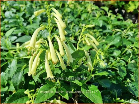 Phygelius &amp;#39;Candy Drops Cream&amp;#39; | Kaapse fuchsia | Kapfuchsie