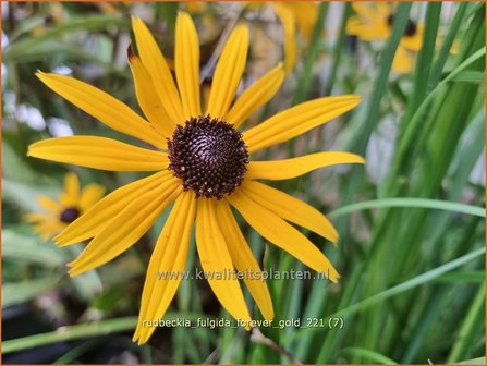 Rudbeckia fulgida &#039;Forever Gold&#039; | Zonnehoed | Gew&ouml;hnlicher Sonnenhut | Black Eyed Susan