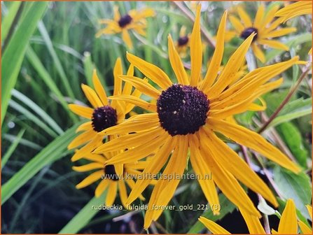 Rudbeckia fulgida &#039;Forever Gold&#039; | Zonnehoed | Gew&ouml;hnlicher Sonnenhut | Black Eyed Susan