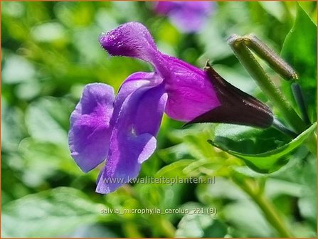 Salvia microphylla &#039;Carolus&#039; | Salie, Salvia | Johannisbeersalbei