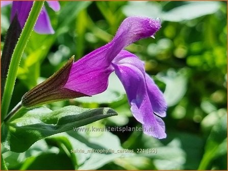 Salvia microphylla &#039;Carolus&#039; | Salie, Salvia | Johannisbeersalbei | Blackcurrant Sage