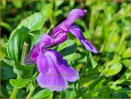 Salvia microphylla &#039;Carolus&#039; | Salie, Salvia | Johannisbeersalbei