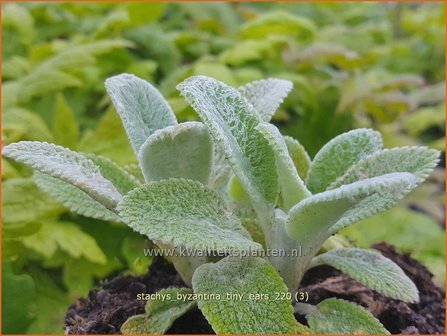 Stachys byzantina &amp;#39;Tiny Ears&amp;#39;