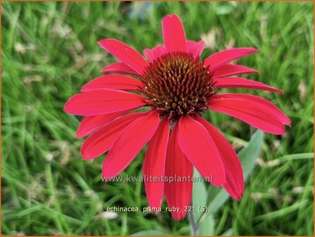 Echinacea purpurea &#039;Prima Ruby&#039; | Rode zonnehoed, Zonnehoed | Roter Sonnenhut