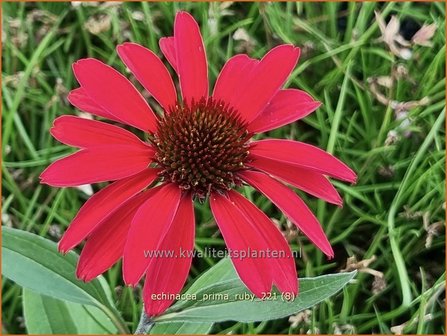 Echinacea purpurea &#039;Prima Ruby&#039; | Rode zonnehoed, Zonnehoed | Roter Sonnenhut