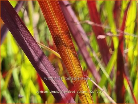 Panicum virgatum &#039;Oxblood Autumn&#039; | Vingergras, Parelgierst | Rutenhirse