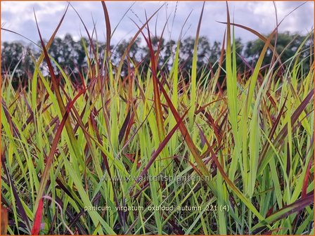 Panicum virgatum &#039;Oxblood Autumn&#039; | Vingergras, Parelgierst | Rutenhirse