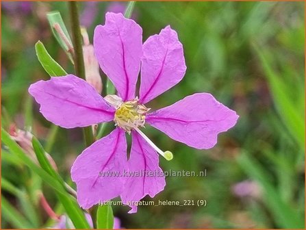 Lythrum virgatum &#039;Hel&egrave;ne&#039; | Fijne kattenstaart, Kattenstaart | Ruten-Weiderich