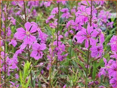 Lythrum virgatum &#039;Hel&egrave;ne&#039; | Fijne kattenstaart, Kattenstaart | Ruten-Weiderich