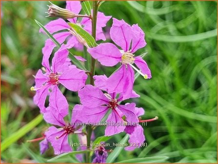 Lythrum virgatum &#039;Hel&egrave;ne&#039; | Fijne kattenstaart, Kattenstaart | Ruten-Weiderich