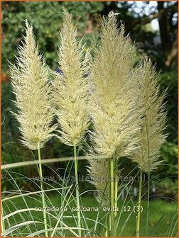 Cortaderia selloana &#039;Evita&#039; | Pampasgras