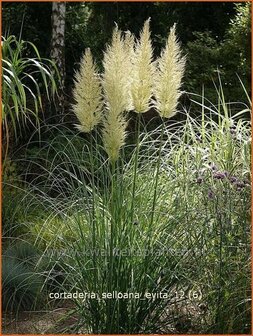 Cortaderia selloana &#039;Evita&#039; | Pampasgras