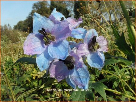 Delphinium &#039;Morgentau&#039; | Ridderspoor