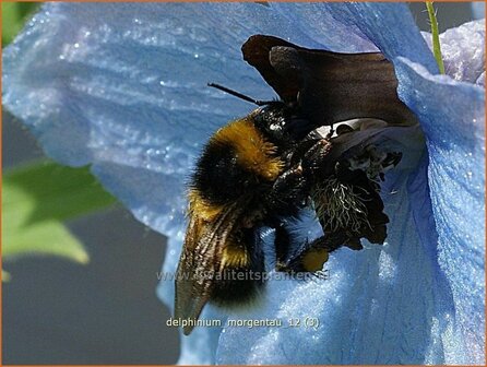 Delphinium &#039;Morgentau&#039; | Ridderspoor