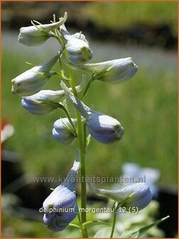 Delphinium &#039;Morgentau&#039; | Ridderspoor