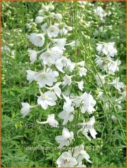 Delphinium &#039;Sneeuwwitje&#039; | Ridderspoor