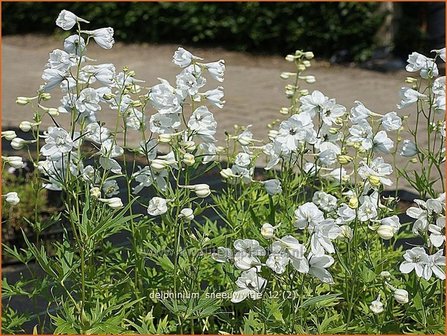 Delphinium &#039;Sneeuwwitje&#039; | Ridderspoor