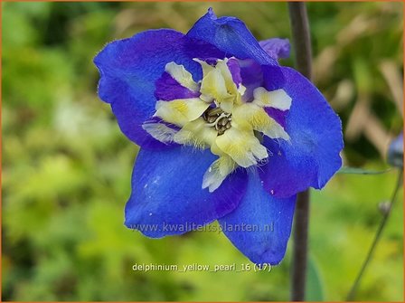 Delphinium &#039;Yellow Pearl&#039; | Ridderspoor | Rittersporn