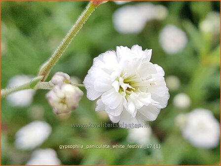 Gypsophila paniculata &#039;Festival White Flare&#039; | Pluimgipskruid, Gipskruid | Rispiges Schleierkraut