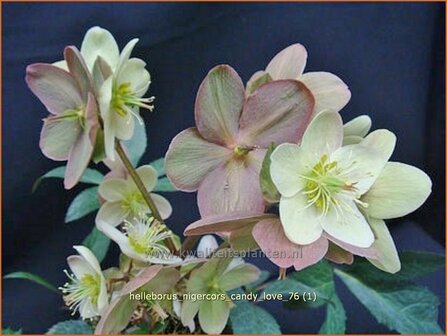 Helleborus nigercors &#039;Candy Love&#039; | Kerstroos, Nieskruid | Christrose