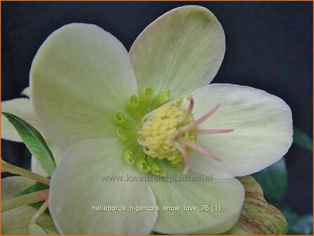 Helleborus nigercors &#039;Snow Love&#039; | Kerstroos, Nieskruid | Christrose