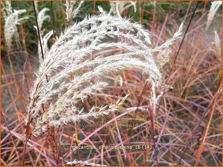 Miscanthus sinensis &#039;China&#039; | Prachtriet, Chinees riet, Japans sierriet, Sierriet | Chinaschilf