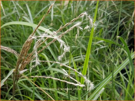 Miscanthus sinensis &#039;China&#039; | Prachtriet, Chinees riet, Japans sierriet, Sierriet | Chinaschilf