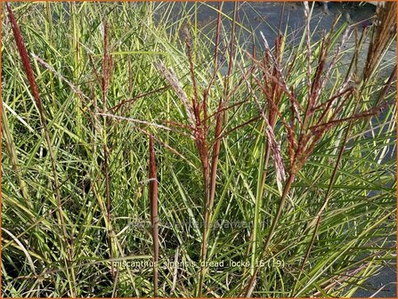 Miscanthus sinensis &#039;Dread Locks&#039; | Prachtriet, Chinees riet, Japans sierriet, Sierriet | Chinaschilf