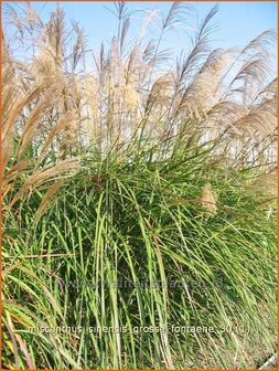 Miscanthus sinensis &#039;Grosse Fontaene&#039; | Prachtriet, Japans sierriet, Chinees riet