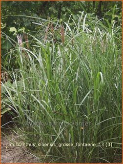 Miscanthus sinensis &#039;Grosse Fontaene&#039; | Prachtriet, Japans sierriet, Chinees riet