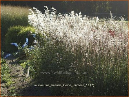 Miscanthus sinensis &#039;Kleine Fontaene&#039; | Prachtriet, Japans sierriet, Chinees riet