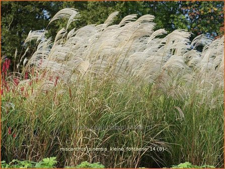 Miscanthus sinensis &#039;Kleine Fontaene&#039; | Prachtriet, Japans sierriet, Chinees riet