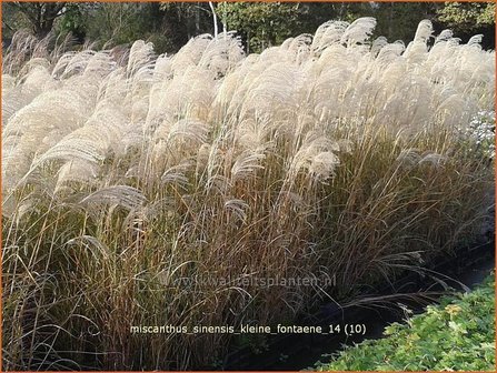 Miscanthus sinensis &#039;Kleine Fontaene&#039; | Prachtriet, Japans sierriet, Chinees riet