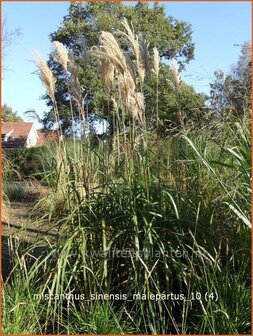 Miscanthus sinensis &#039;Malepartus&#039; | Prachtriet, Japans sierriet, Chinees riet