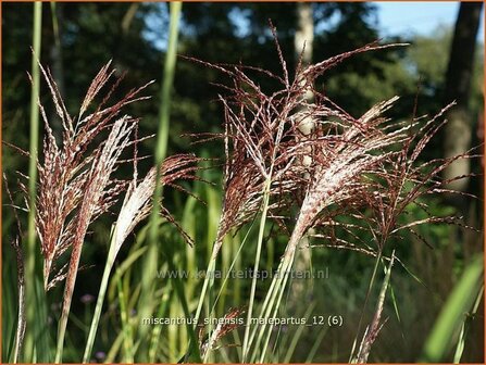 Miscanthus sinensis &#039;Malepartus&#039; | Prachtriet, Japans sierriet, Chinees riet