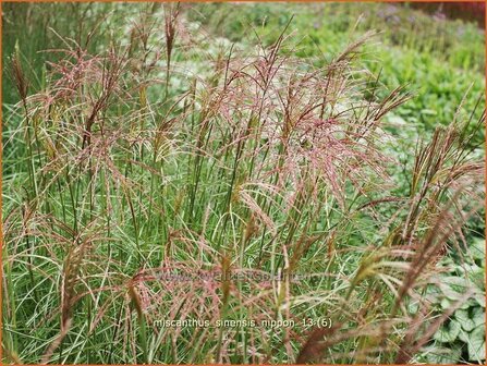 Miscanthus sinensis &#039;Nippon&#039; | Prachtriet, Japans sierriet, Chinees riet