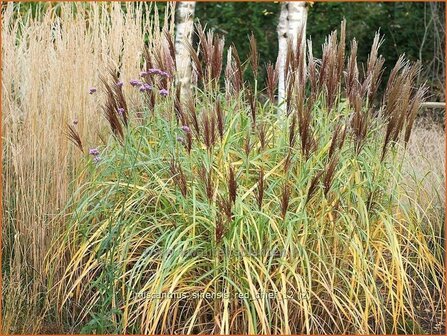 Miscanthus sinensis &#039;Red Chief&#039; | Prachtriet, Japans sierriet, Chinees riet