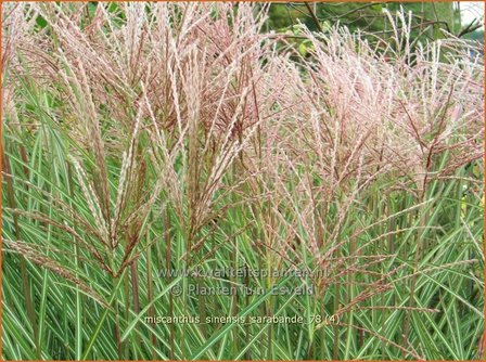 Miscanthus sinensis &#039;Sarabande&#039; | Prachtriet, Chinees riet, Japans sierriet, Sierriet | Chinaschilf