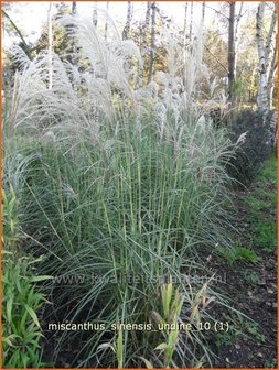 Miscanthus sinensis &#039;Undine&#039; | Prachtriet, Japans sierriet, Chinees riet