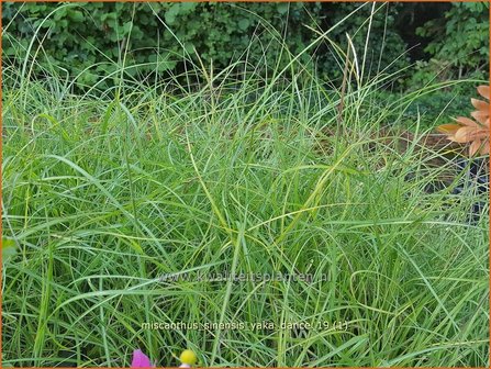 Miscanthus sinensis &#039;Yaka Dance&#039; | Chinees prachtriet, Chinees riet, Japans sierriet, Sierriet | Chinaschilf