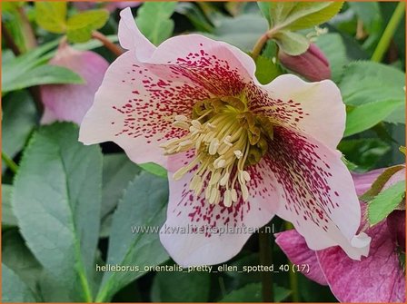 Helleborus orientalis &amp;#x0027;Pretty Ellen Spotted&amp;#x0027; | Kerstroos, Lenteroos, Vastenroos, Nieskruid | Lenzrose