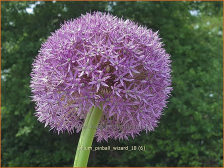 Allium &amp;#39;Pinball Wizard&amp;#39; | Sierui, Look | Lauch