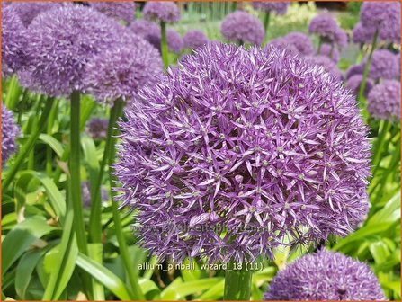 Allium &amp;#39;Pinball Wizard&amp;#39; | Sierui, Look | Lauch