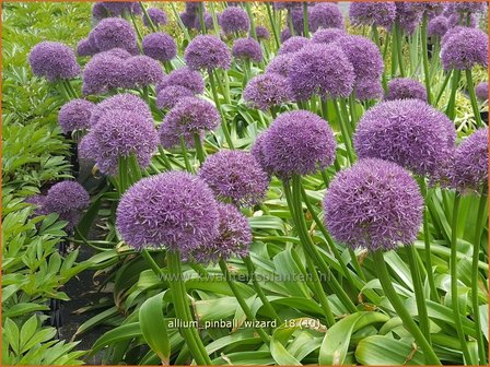 Allium &amp;#39;Pinball Wizard&amp;#39; | Sierui, Look | Lauch