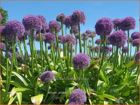 Allium &amp;#39;Pinball Wizard&amp;#39; | Sierui, Look | Lauch