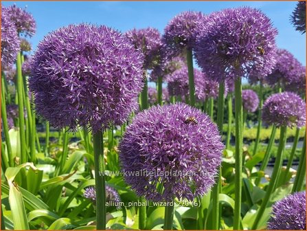 Allium &amp;#39;Pinball Wizard&amp;#39; | Sierui, Look | Lauch