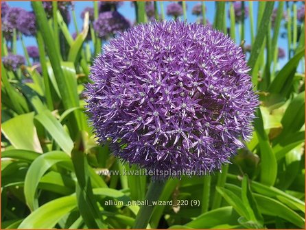 Allium &amp;#39;Pinball Wizard&amp;#39; | Sierui, Look | Lauch