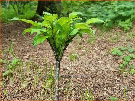 Amorphophallus konjac | Konjak, Duivelstong | Konjakwurzel